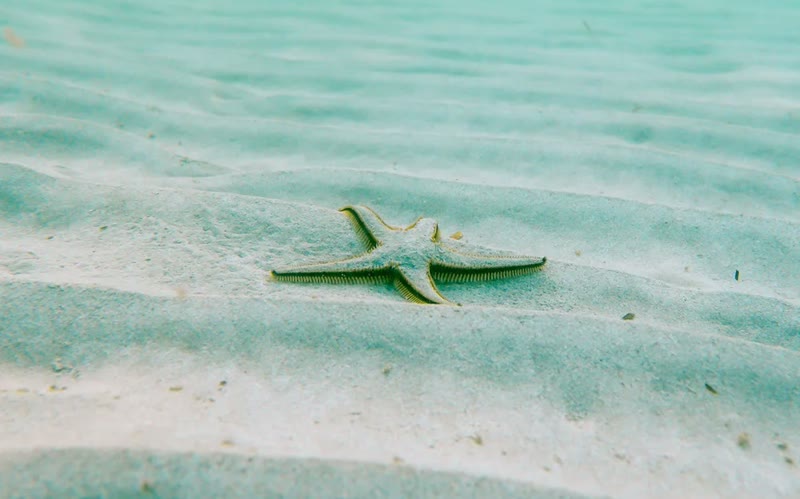 Starfish on the seabed, from the Ostrea Partners website